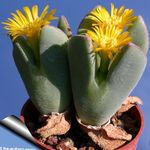 жълт Интериорни растения Конус За Растителна сукуленти, Conophytum снимка