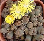 gelb Topfpflanzen Kieswerke, Lebendigen Stein sukkulenten, Lithops Foto