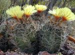 Photo Astrophytum Desert Cactus description