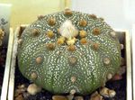 kollane Toataimed Astrophytum kõrbes kaktus Foto