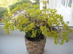gelb Topfpflanzen Aichryson sukkulenten Foto