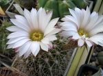 valge Toataimed Acanthocalycium kõrbes kaktus Foto