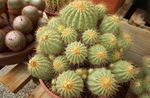 kollane Toataimed Copiapoa kõrbes kaktus Foto