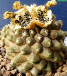 жут Затворени Погони Цопиапоа пустињски кактус, Copiapoa фотографија