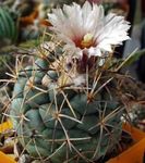 Photo Coryphantha Desert Cactus description