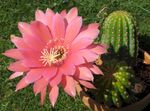 ροζ Εσωτερικά φυτά Κάκτος Στάχυ κάκτος της ερήμου, Lobivia φωτογραφία