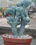 alb Plante de Interior Albastru Lumânare, Afine Cactus, Myrtillocactus fotografie