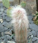 ピンク 屋内植物 Oreocereus 砂漠のサボテン フォト