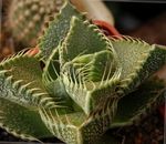 yellow Indoor Plants Tiger's Chops, Cat's Jaws, Tiger Jaws succulent, Faucaria Photo