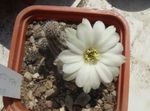 biely Vnútorné Rastliny Arašidové Kaktus, Chamaecereus fotografie
