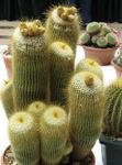 dzeltens Māja Augi Ball Kaktuss, Notocactus Foto