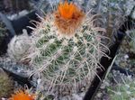 oranžinis Vidinis augalai Nykštukas dykuma kaktusas, Parodia Nuotrauka