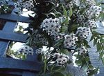 white Hoya, Bridal Bouquet, Madagascar Jasmine, Wax flower, Chaplet flower, Floradora, Hawaiian Wedding flower hanging plant Photo