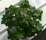 Photo Persian Violet Herbaceous Plant description