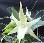 Photo Comet Orchid, Star of Bethlehem Orchid Herbaceous Plant description