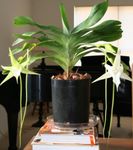 hvit Innendørs Blomster Komet Orkide, Betlehemsstjernen Orkide urteaktig plante, Angraecum Bilde