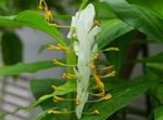 Photo Dancing Lady Herbaceous Plant description
