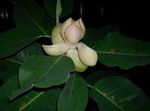 თეთრი შიდა ყვავილები მაგნოლია ხე, Magnolia სურათი