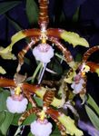 Photo Tiger Orchid, Lily of the Valley Orchid Herbaceous Plant description