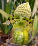 Photo Slipper Orchids Herbaceous Plant description