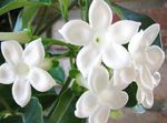 Photo Bridal Bouquet, Madagascar Jasmine, Wax flower, Chaplet flower, Floradora, Hawaiian Wedding flower Liana description