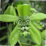 groen Huis Bloemen Coelogyne kruidachtige plant foto