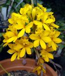 黄 楼花 钮兰 草本植物, Epidendrum 照