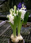 Photo Hyacinth Herbaceous Plant description