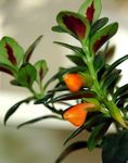 laranja Flores Internas Hypocyrta, Goldfish Plant foto