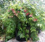 rouge des fleurs en pot Rangoon Creeper une liane, Quisqualis Photo