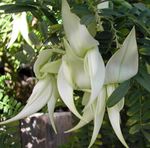 balts Iekštelpu ziedi Omāru Spīles, Papagailis Knābis zālaugu augs, Clianthus Foto