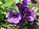Photo Texas Bluebell, Lisianthus, Tulip Gentian Herbaceous Plant description