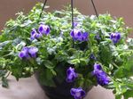 donkerblauw Wishbone Bloem, Ladys Pantoffel, Blauw Vleugel opknoping planten, Torenia foto