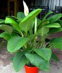 white Indoor Flowers Peace lily herbaceous plant, Spathiphyllum Photo