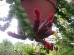 წითელი შიდა ყვავილები Agapetes დაკიდებული ქარხანა სურათი