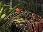 Photo Pinecone Bromeliad Herbaceous Plant description