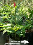 Photo Red Ginger, Shell Ginger, Indian Ginger Herbaceous Plant description