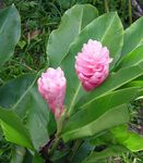 Photo Red Ginger, Shell Ginger, Indian Ginger Herbaceous Plant description