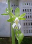 Photo Calanthe Herbaceous Plant description
