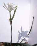 white Indoor Flowers Sea Daffodil, Sea Lily, Sand Lily herbaceous plant, Pancratium Photo