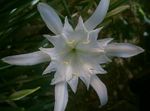 blanc des fleurs en pot Mer Jonquille, Lys De Mer, Le Sable Lys herbeux, Pancratium Photo