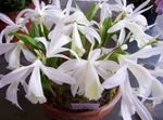 თეთრი შიდა ყვავილები Indian Crocus ბალახოვანი მცენარე, Pleione სურათი