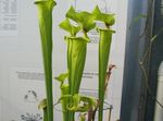 green Indoor Flowers Pitcher Plant, Sarracenia Photo