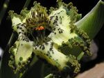 Photo Ferraria Herbaceous Plant description