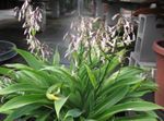 Photo Renga Lily, Rock-lily Herbaceous Plant description