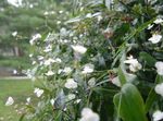 balts Iekštelpu ziedi Taitiešu Līgavas Plīvurs zālaugu augs, Gibasis Foto