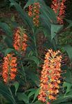 Photo Hedychium, Butterfly Ginger Herbaceous Plant description