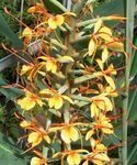 orange des fleurs en pot Hedychium, Papillon Gingembre herbeux Photo