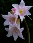 Photo Belladonna Lily, March Lily, Naked Lady Herbaceous Plant description