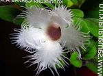biały Pokojowe Kwiaty Alsobiya ampelnye, Alsobia zdjęcie